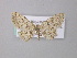  (Scopula terminata - BC ZSM Lep 49322)  @13 [ ] CreativeCommons - Attribution Non-Commercial Share-Alike (2010) Axel Hausmann/Bavarian State Collection of Zoology (ZSM) SNSB, Zoologische Staatssammlung Muenchen