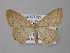 (Scopula latitans - BC ZSM Lep 49325)  @14 [ ] CreativeCommons - Attribution Non-Commercial Share-Alike (2010) Axel Hausmann/Bavarian State Collection of Zoology (ZSM) SNSB, Zoologische Staatssammlung Muenchen
