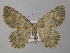  ( - BC ZSM Lep 49337)  @11 [ ] CreativeCommons - Attribution Non-Commercial Share-Alike (2010) Axel Hausmann/Bavarian State Collection of Zoology (ZSM) SNSB, Zoologische Staatssammlung Muenchen