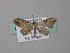  ( - BC ZSM Lep 49340)  @13 [ ] CreativeCommons - Attribution Non-Commercial Share-Alike (2010) Axel Hausmann/Bavarian State Collection of Zoology (ZSM) SNSB, Zoologische Staatssammlung Muenchen