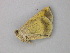  ( - BC ZSM Lep 49354)  @13 [ ] CreativeCommons - Attribution Non-Commercial Share-Alike (2010) Axel Hausmann/Bavarian State Collection of Zoology (ZSM) SNSB, Zoologische Staatssammlung Muenchen