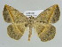  (Eusarca AH01Me - BC ZSM Lep 49354)  @15 [ ] CreativeCommons - Attribution Non-Commercial Share-Alike (2010) Axel Hausmann/Bavarian State Collection of Zoology (ZSM) SNSB, Zoologische Staatssammlung Muenchen