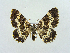  ( - RCIM 0100)  @13 [ ] Copyright (2010) Iva Mihoci Croatian Natural History Museum