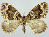  ( - RCIM 0106)  @15 [ ] Copyright (2010) Iva Mihoci Croatian Natural History Museum