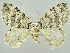  (Epirrita - RCIM 0129)  @15 [ ] Copyright (2010) Iva Mihoci Croatian Natural History Museum
