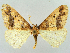  (Agriopis defoliaria - RCIM 0173)  @11 [ ] Copyright (2010) Iva Mihoci Croatian Natural History Museum