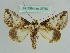  ( - BC ZSM Lep 37752)  @11 [ ] CreativeCommons - Attribution Non-Commercial Share-Alike (2010) Axel Hausmann/Bavarian State Collection of Zoology (ZSM) SNSB, Zoologische Staatssammlung Muenchen