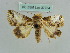  (Risoba trivialis - BC ZSM Lep 37754)  @11 [ ] CreativeCommons - Attribution Non-Commercial Share-Alike (2010) Axel Hausmann/Bavarian State Collection of Zoology (ZSM) SNSB, Zoologische Staatssammlung Muenchen