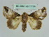  ( - BC ZSM Lep 37756)  @11 [ ] CreativeCommons - Attribution Non-Commercial Share-Alike (2010) Axel Hausmann/Bavarian State Collection of Zoology (ZSM) SNSB, Zoologische Staatssammlung Muenchen