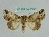  ( - BC ZSM Lep 37757)  @11 [ ] CreativeCommons - Attribution Non-Commercial Share-Alike (2010) Axel Hausmann/Bavarian State Collection of Zoology (ZSM) SNSB, Zoologische Staatssammlung Muenchen