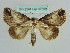  ( - BC ZSM Lep 37758)  @11 [ ] CreativeCommons - Attribution Non-Commercial Share-Alike (2010) Axel Hausmann/Bavarian State Collection of Zoology (ZSM) SNSB, Zoologische Staatssammlung Muenchen