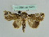  (Risoba rothei - BC ZSM Lep 37761)  @13 [ ] CreativeCommons - Attribution Non-Commercial Share-Alike (2010) Axel Hausmann/Bavarian State Collection of Zoology (ZSM) SNSB, Zoologische Staatssammlung Muenchen