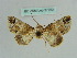  ( - BC ZSM Lep 37762)  @11 [ ] CreativeCommons - Attribution Non-Commercial Share-Alike (2010) Axel Hausmann/Bavarian State Collection of Zoology (ZSM) SNSB, Zoologische Staatssammlung Muenchen