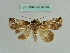  ( - BC ZSM Lep 37764)  @11 [ ] CreativeCommons - Attribution Non-Commercial Share-Alike (2010) Axel Hausmann/Bavarian State Collection of Zoology (ZSM) SNSB, Zoologische Staatssammlung Muenchen