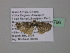  ( - BC ZSM Lep 38796)  @12 [ ] CreativeCommons - Attribution Non-Commercial Share-Alike (2010) Axel Hausmann/Bavarian State Collection of Zoology (ZSM) SNSB, Zoologische Staatssammlung Muenchen