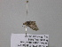  ( - BC ZSM Lep 38799)  @12 [ ] CreativeCommons - Attribution Non-Commercial Share-Alike (2010) Axel Hausmann/Bavarian State Collection of Zoology (ZSM) SNSB, Zoologische Staatssammlung Muenchen