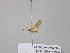  ( - BC ZSM Lep 38857)  @12 [ ] CreativeCommons - Attribution Non-Commercial Share-Alike (2010) Axel Hausmann/Bavarian State Collection of Zoology (ZSM) SNSB, Zoologische Staatssammlung Muenchen