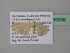  (Scopula BOLD:AAV2530 - BC ZSM Lep 39396)  @12 [ ] CreativeCommons - Attribution Non-Commercial Share-Alike (2010) Axel Hausmann/Bavarian State Collection of Zoology (ZSM) SNSB, Zoologische Staatssammlung Muenchen
