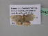  ( - BC ZSM Lep 39442)  @12 [ ] CreativeCommons - Attribution Non-Commercial Share-Alike (2010) Axel Hausmann/Bavarian State Collection of Zoology (ZSM) SNSB, Zoologische Staatssammlung Muenchen
