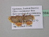  ( - BC ZSM Lep 39443)  @12 [ ] CreativeCommons - Attribution Non-Commercial Share-Alike (2010) Axel Hausmann/Bavarian State Collection of Zoology (ZSM) SNSB, Zoologische Staatssammlung Muenchen