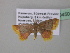  ( - BC ZSM Lep 39450)  @13 [ ] CreativeCommons - Attribution Non-Commercial Share-Alike (2010) Axel Hausmann/Bavarian State Collection of Zoology (ZSM) SNSB, Zoologische Staatssammlung Muenchen