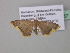  (Chrysocraspeda AH07Ca - BC ZSM Lep 39457)  @12 [ ] CreativeCommons - Attribution Non-Commercial Share-Alike (2010) Axel Hausmann/Bavarian State Collection of Zoology (ZSM) SNSB, Zoologische Staatssammlung Muenchen
