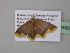  (Chrysocraspeda AH09Ca - BC ZSM Lep 39460)  @11 [ ] CreativeCommons - Attribution Non-Commercial Share-Alike (2010) Axel Hausmann/Bavarian State Collection of Zoology (ZSM) SNSB, Zoologische Staatssammlung Muenchen