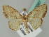  ( - BC ZSM Lep 43987)  @13 [ ] CreativeCommons - Attribution Non-Commercial Share-Alike (2010) Axel Hausmann/Bavarian State Collection of Zoology (ZSM) SNSB, Zoologische Staatssammlung Muenchen