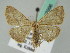  ( - BC ZSM Lep 43996)  @14 [ ] CreativeCommons - Attribution Non-Commercial Share-Alike (2010) Axel Hausmann/Bavarian State Collection of Zoology (ZSM) SNSB, Zoologische Staatssammlung Muenchen