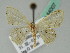  ( - BC ZSM Lep 44007)  @11 [ ] CreativeCommons - Attribution Non-Commercial Share-Alike (2010) Axel Hausmann/Bavarian State Collection of Zoology (ZSM) SNSB, Zoologische Staatssammlung Muenchen