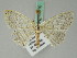  (Scopula opperta - BC ZSM Lep 44010)  @13 [ ] CreativeCommons - Attribution Non-Commercial Share-Alike (2010) Axel Hausmann/Bavarian State Collection of Zoology (ZSM) SNSB, Zoologische Staatssammlung Muenchen