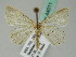  (Scopula obliquiscripta - BC ZSM Lep 44011)  @14 [ ] CreativeCommons - Attribution Non-Commercial Share-Alike (2010) Axel Hausmann/Bavarian State Collection of Zoology (ZSM) SNSB, Zoologische Staatssammlung Muenchen