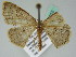  (Scopula BOLD:AAV2524 - BC ZSM Lep 44012)  @13 [ ] CreativeCommons - Attribution Non-Commercial Share-Alike (2010) Axel Hausmann/Bavarian State Collection of Zoology (ZSM) SNSB, Zoologische Staatssammlung Muenchen