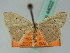  (Scopula BOLD:ACE8374 - BC ZSM Lep 44022)  @14 [ ] CreativeCommons - Attribution Non-Commercial Share-Alike (2010) Axel Hausmann/Bavarian State Collection of Zoology (ZSM) SNSB, Zoologische Staatssammlung Muenchen