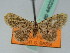  (Idaea BOLD:AAU5107 - BC ZSM Lep 44023)  @13 [ ] CreativeCommons - Attribution Non-Commercial Share-Alike (2010) Axel Hausmann/Bavarian State Collection of Zoology (ZSM) SNSB, Zoologische Staatssammlung Muenchen