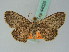  (Discomiosis - BC ZSM Lep 44025)  @14 [ ] CreativeCommons - Attribution Non-Commercial Share-Alike (2010) Axel Hausmann/Bavarian State Collection of Zoology (ZSM) SNSB, Zoologische Staatssammlung Muenchen