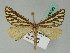  ( - BC ZSM Lep 44026)  @11 [ ] CreativeCommons - Attribution Non-Commercial Share-Alike (2010) Axel Hausmann/Bavarian State Collection of Zoology (ZSM) SNSB, Zoologische Staatssammlung Muenchen