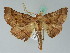  ( - BC ZSM Lep 44031)  @14 [ ] CreativeCommons - Attribution Non-Commercial Share-Alike (2010) Axel Hausmann/Bavarian State Collection of Zoology (ZSM) SNSB, Zoologische Staatssammlung Muenchen