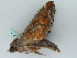  ( - BC ZSM Lep 45274)  @12 [ ] CreativeCommons - Attribution Non-Commercial Share-Alike (2010) Axel Hausmann/Bavarian State Collection of Zoology (ZSM) SNSB, Zoologische Staatssammlung Muenchen