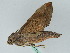  ( - BC ZSM Lep 45276)  @14 [ ] CreativeCommons - Attribution Non-Commercial Share-Alike (2010) Axel Hausmann/Bavarian State Collection of Zoology (ZSM) SNSB, Zoologische Staatssammlung Muenchen
