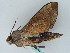  (Acosmeryx formosana - BC ZSM Lep 45277)  @14 [ ] CreativeCommons - Attribution Non-Commercial Share-Alike (2010) Axel Hausmann/Bavarian State Collection of Zoology (ZSM) SNSB, Zoologische Staatssammlung Muenchen