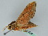  ( - BC ZSM Lep 45280)  @13 [ ] CreativeCommons - Attribution Non-Commercial Share-Alike (2010) Axel Hausmann/Bavarian State Collection of Zoology (ZSM) SNSB, Zoologische Staatssammlung Muenchen