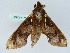  ( - BC ZSM Lep 45282)  @12 [ ] CreativeCommons - Attribution Non-Commercial Share-Alike (2010) Axel Hausmann/Bavarian State Collection of Zoology (ZSM) SNSB, Zoologische Staatssammlung Muenchen
