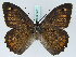  ( - BC ZSM Lep 45311)  @14 [ ] CreativeCommons - Attribution Non-Commercial Share-Alike (2010) Axel Hausmann/Bavarian State Collection of Zoology (ZSM) SNSB, Zoologische Staatssammlung Muenchen
