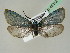  ( - BC ZSM Lep 45312)  @14 [ ] CreativeCommons - Attribution Non-Commercial Share-Alike (2010) Axel Hausmann/Bavarian State Collection of Zoology (ZSM) SNSB, Zoologische Staatssammlung Muenchen