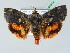  ( - BC ZSM Lep 45314)  @13 [ ] CreativeCommons - Attribution Non-Commercial Share-Alike (2010) Axel Hausmann/Bavarian State Collection of Zoology (ZSM) SNSB, Zoologische Staatssammlung Muenchen