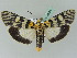  ( - BC ZSM Lep 45319)  @14 [ ] CreativeCommons - Attribution Non-Commercial Share-Alike (2010) Axel Hausmann/Bavarian State Collection of Zoology (ZSM) SNSB, Zoologische Staatssammlung Muenchen