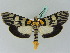  ( - BC ZSM Lep 45320)  @14 [ ] CreativeCommons - Attribution Non-Commercial Share-Alike (2010) Axel Hausmann/Bavarian State Collection of Zoology (ZSM) SNSB, Zoologische Staatssammlung Muenchen