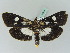  ( - BC ZSM Lep 45321)  @12 [ ] CreativeCommons - Attribution Non-Commercial Share-Alike (2010) Axel Hausmann/Bavarian State Collection of Zoology (ZSM) SNSB, Zoologische Staatssammlung Muenchen