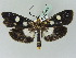  ( - BC ZSM Lep 45322)  @14 [ ] CreativeCommons - Attribution Non-Commercial Share-Alike (2010) Axel Hausmann/Bavarian State Collection of Zoology (ZSM) SNSB, Zoologische Staatssammlung Muenchen